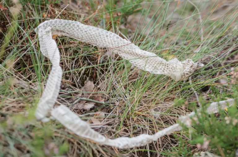 The Skin of the Serpent