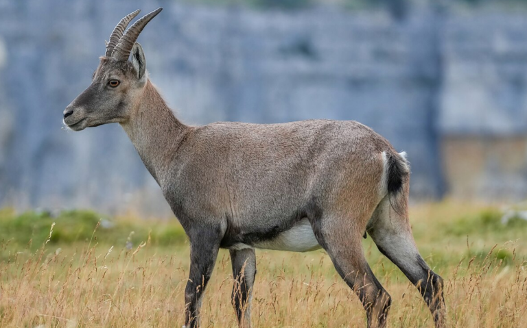 A Graceful Ibex and the Healing of the Moon